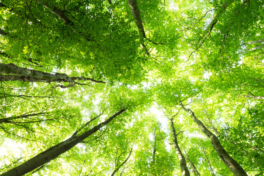 forest